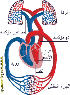 الدورة الجسمية يتحرك فيها الدم الفقير بالأكسجين إلى جميع الأعضاء ما عدا القلب والرئتين