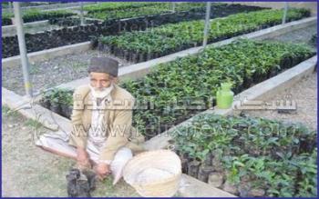 حاج يجلس جوار مشتل لنباتات البن